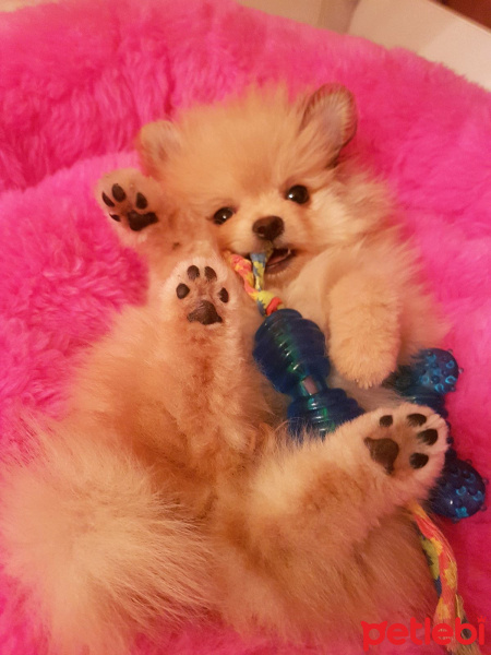Pomeranyalı, Köpek  Misha fotoğrafı