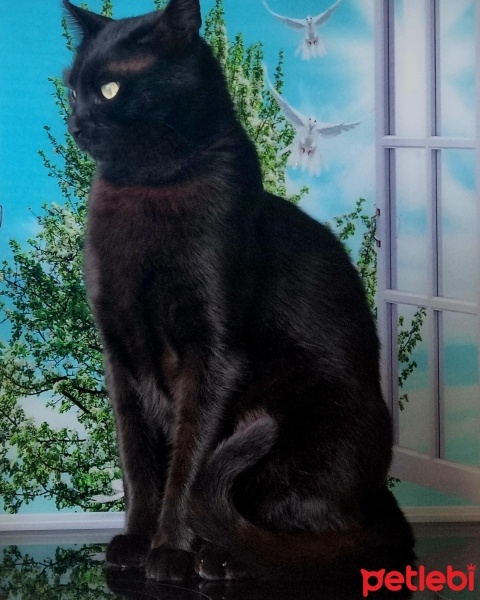 Bombay, Kedi  Pumba fotoğrafı