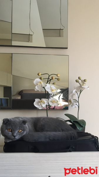 Scottish Fold, Kedi  Çiko Newton fotoğrafı