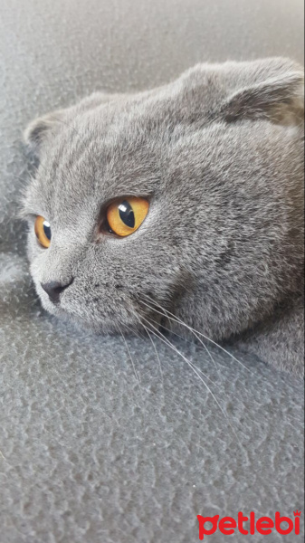 Scottish Fold, Kedi  Çiko Newton fotoğrafı