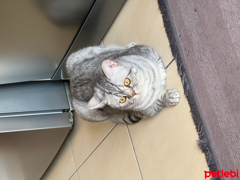 British Shorthair, Kedi  Lucky fotoğrafı