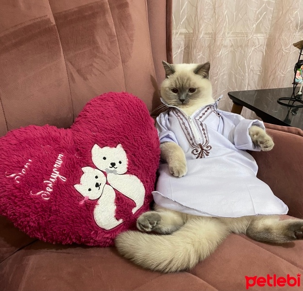 British Shorthair, Kedi  Pamuk fotoğrafı