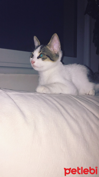 Tekir Kedi, Kedi  Sevecen Romeo(ACİLL) fotoğrafı
