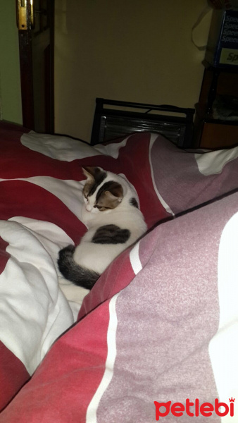 Tekir Kedi, Kedi  Sevecen Romeo(ACİLL) fotoğrafı