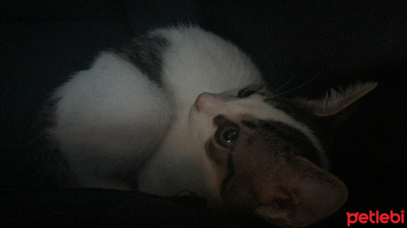 Tekir Kedi, Kedi  Sevecen Romeo(ACİLL) fotoğrafı