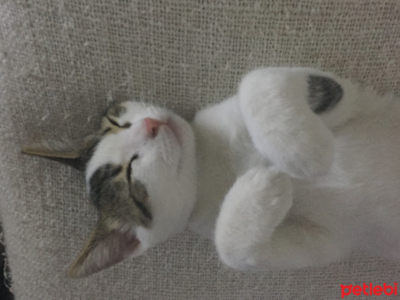 Tekir Kedi, Kedi  Sevecen Romeo(ACİLL) fotoğrafı
