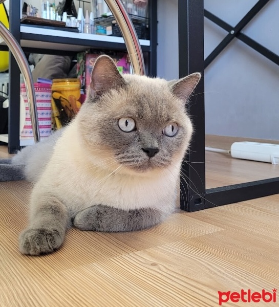 British Shorthair, Kedi  Venüs fotoğrafı
