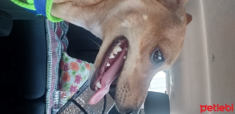 Minyatür Pinscher, Köpek  Tarçın fotoğrafı