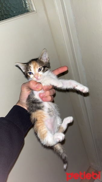 Tekir Kedi, Kedi  Prenses fotoğrafı