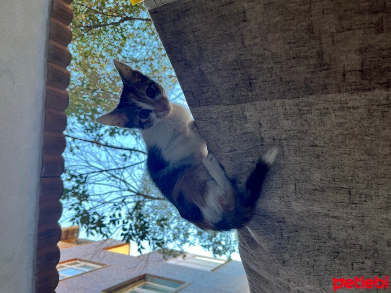 Tekir Kedi, Kedi  Prenses fotoğrafı