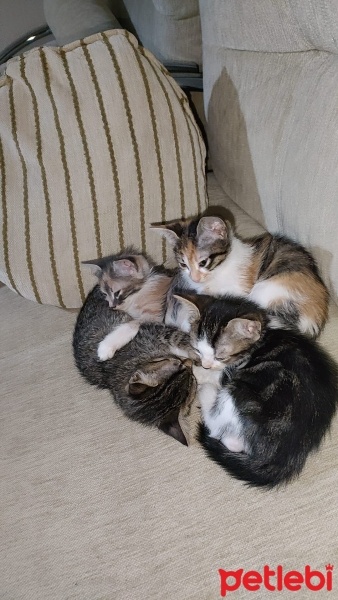 Tekir Kedi, Kedi  Prenses fotoğrafı