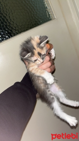 Tekir Kedi, Kedi  Prenses fotoğrafı