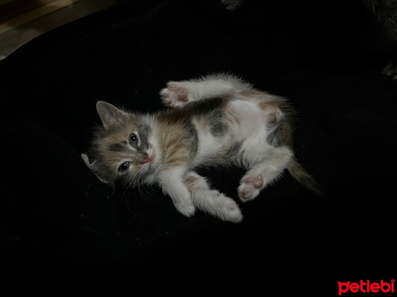 Tekir Kedi, Kedi  Prenses fotoğrafı