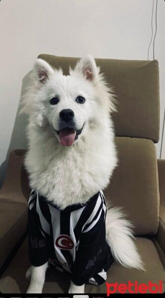 Samoyed, Köpek  eva fotoğrafı