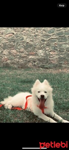 Samoyed, Köpek  eva fotoğrafı