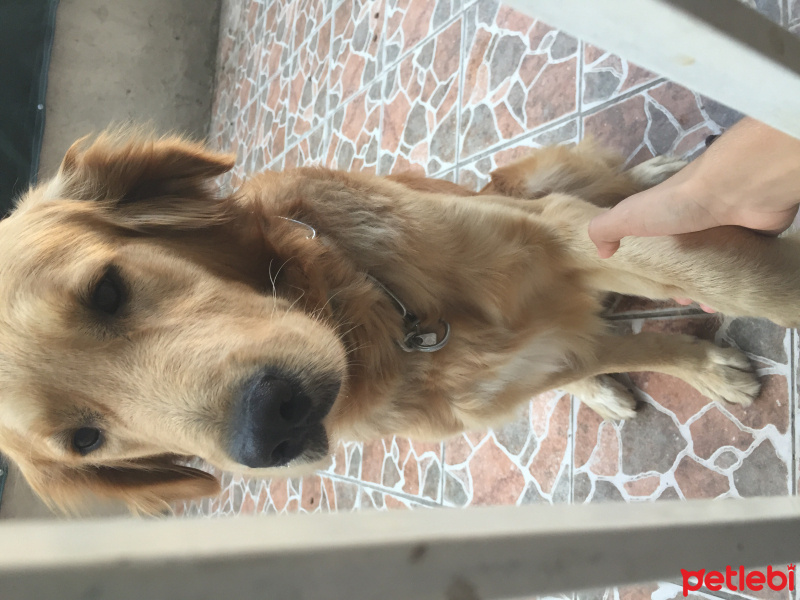 Golden Retriever, Köpek  Cakil fotoğrafı