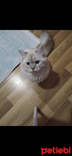 Scottish Fold, Kedi  Behlül fotoğrafı