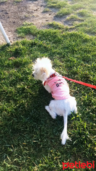 Maltese, Köpek  Şimal fotoğrafı