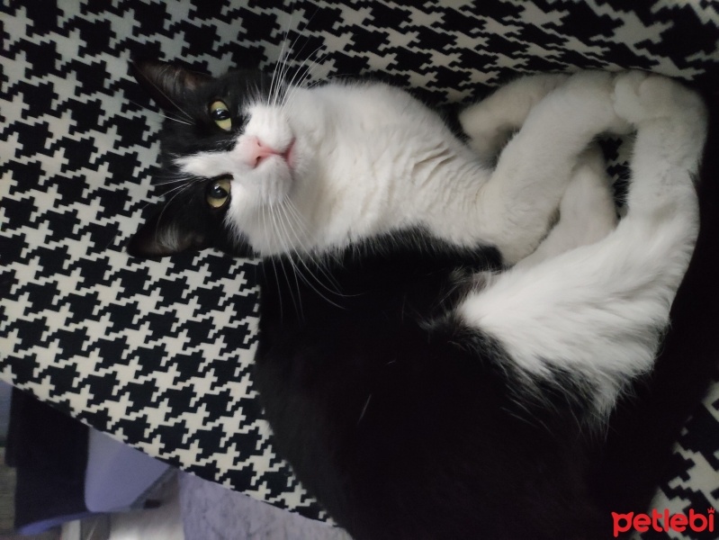 Tekir Kedi, Kedi  Sufle fotoğrafı