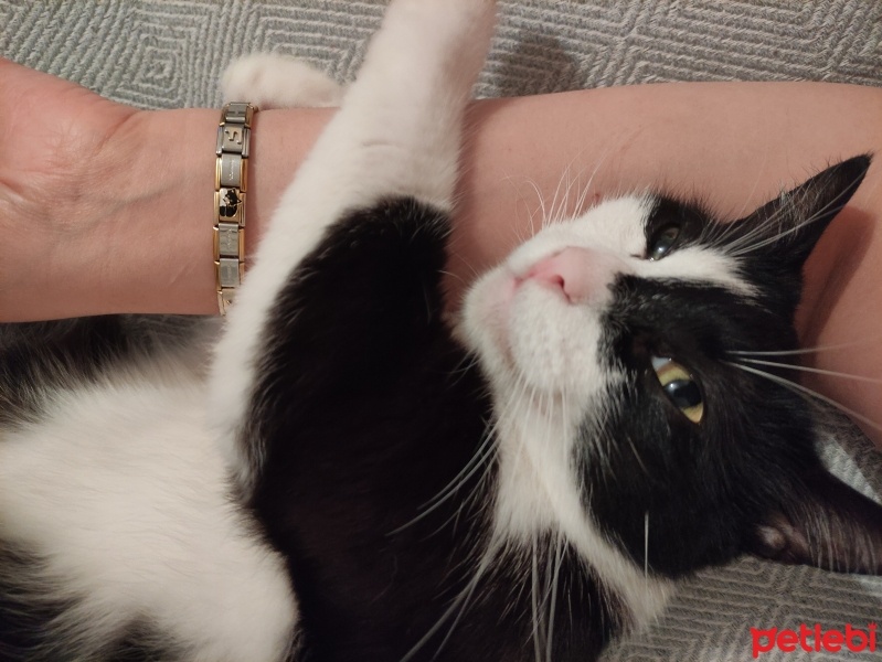 Tekir Kedi, Kedi  Sufle fotoğrafı