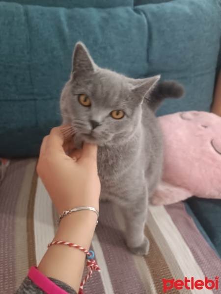 British Shorthair, Kedi  Bulut fotoğrafı