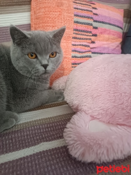 British Shorthair, Kedi  Bulut fotoğrafı