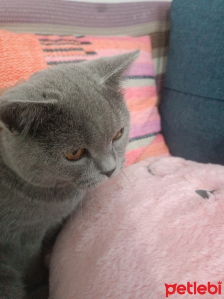British Shorthair, Kedi  Bulut fotoğrafı