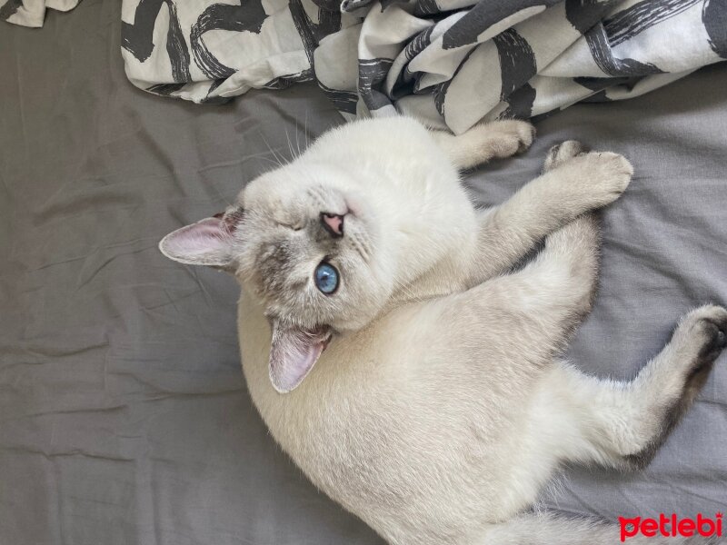 British Shorthair, Kedi  Latte fotoğrafı