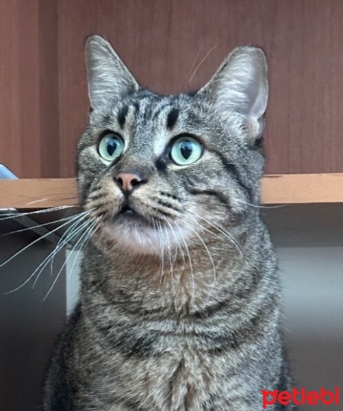 Tekir Kedi, Kedi  Beyabi fotoğrafı