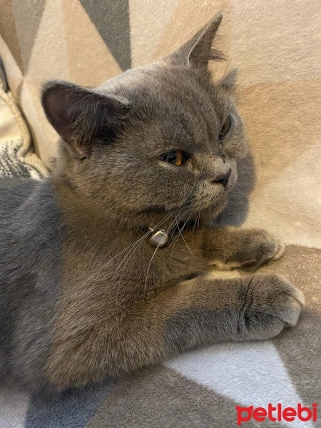 British Shorthair, Kedi  Kalliope fotoğrafı
