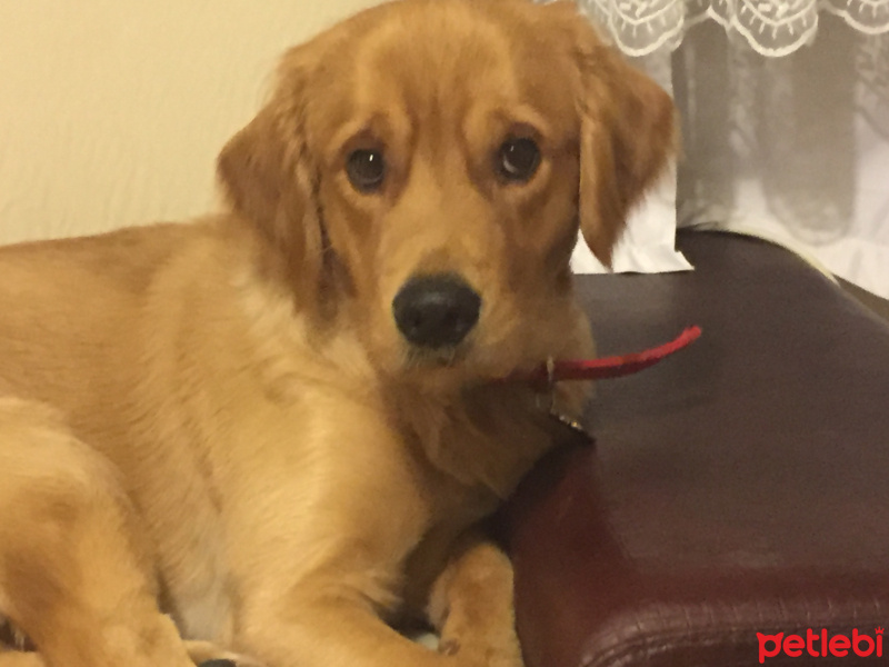 Golden Retriever, Köpek  PAŞA fotoğrafı
