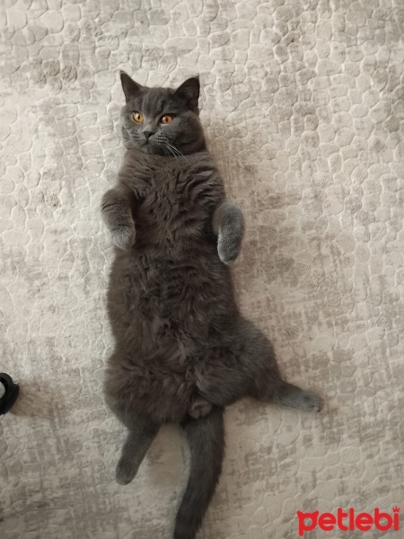 British Shorthair, Kedi  Hades fotoğrafı