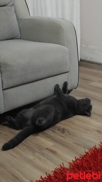 British Shorthair, Kedi  Hades fotoğrafı