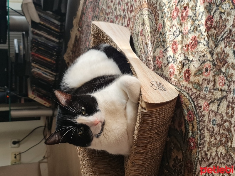 Soke, Kedi  Nevzat fotoğrafı