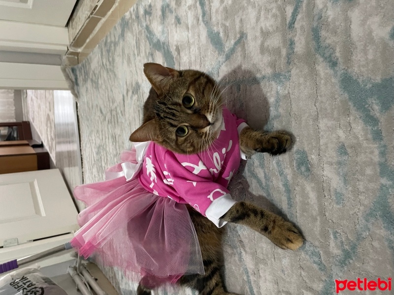 Tekir Kedi, Kedi  Miya fotoğrafı