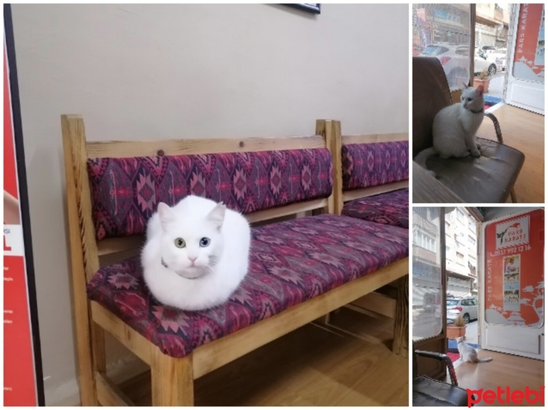 Van Kedisi, Kedi  Sakız fotoğrafı