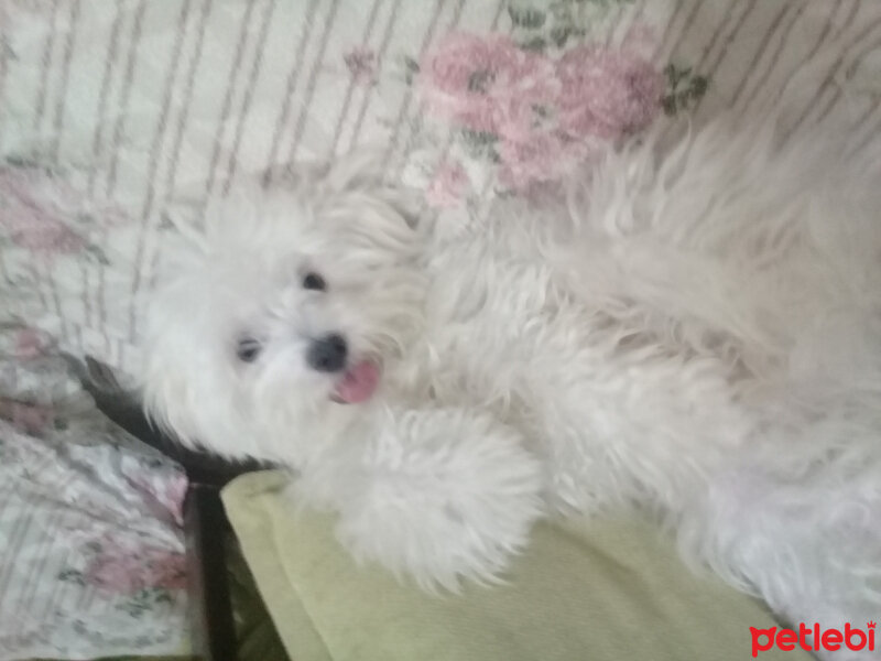 Maltese, Köpek  LUCY fotoğrafı