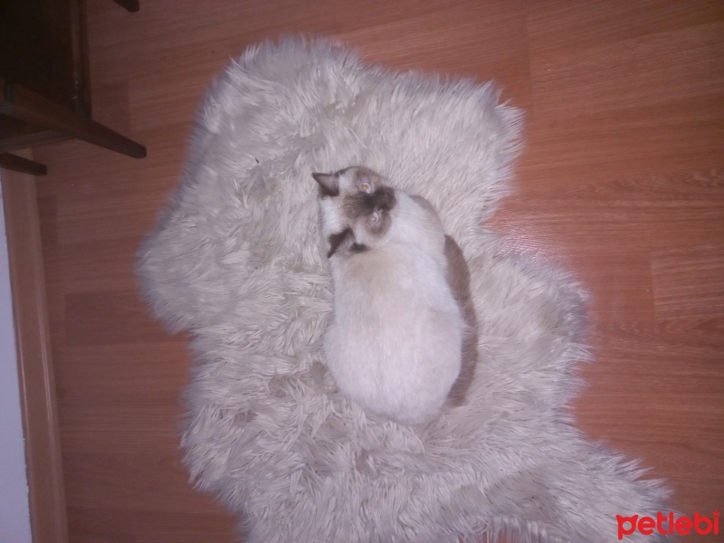 British Shorthair, Kedi  Pamuk fotoğrafı