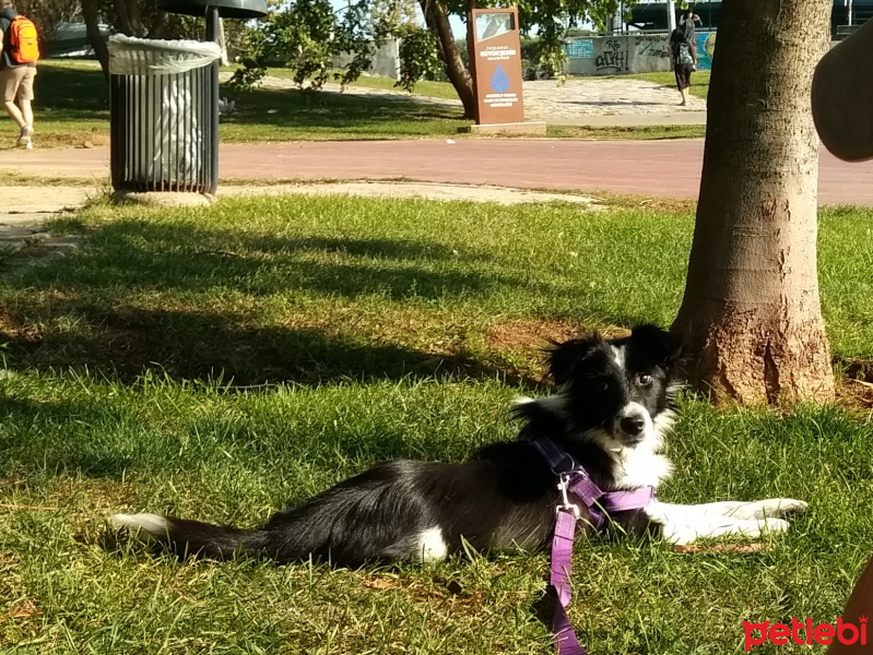 Border Collie, Köpek  Zeytin fotoğrafı