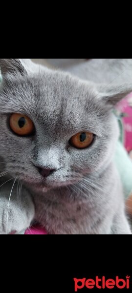 British Shorthair, Kedi  Cindy fotoğrafı