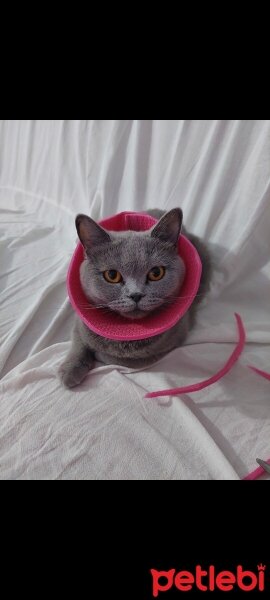 British Shorthair, Kedi  Cindy fotoğrafı