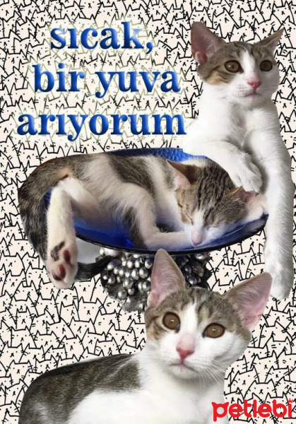 Tekir Kedi, Kedi  Lucky fotoğrafı
