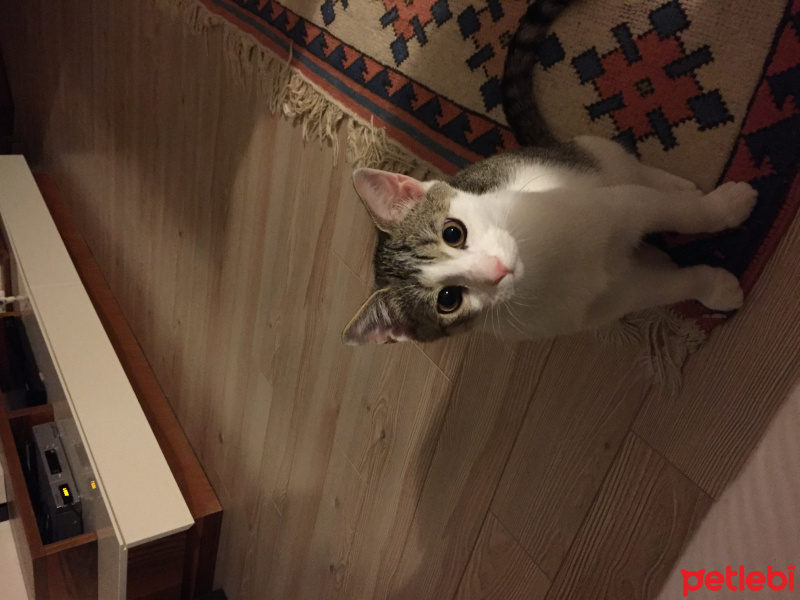 Tekir Kedi, Kedi  Lucky fotoğrafı