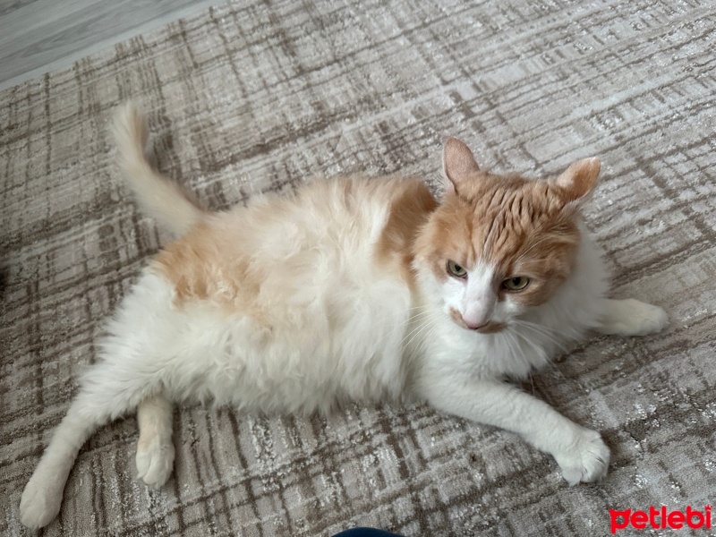 Tekir Kedi, Kedi  Kıpır fotoğrafı