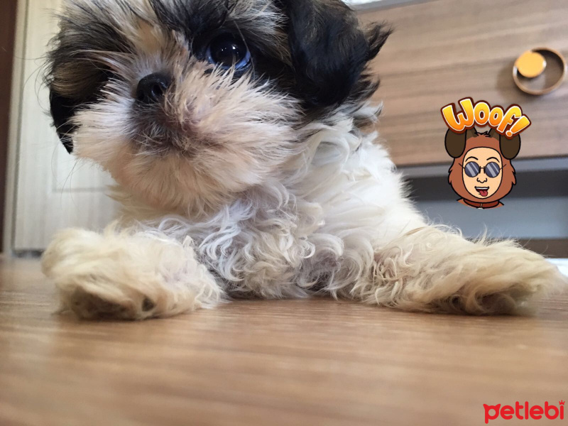 Shih Tzu, Köpek  Puffy fotoğrafı