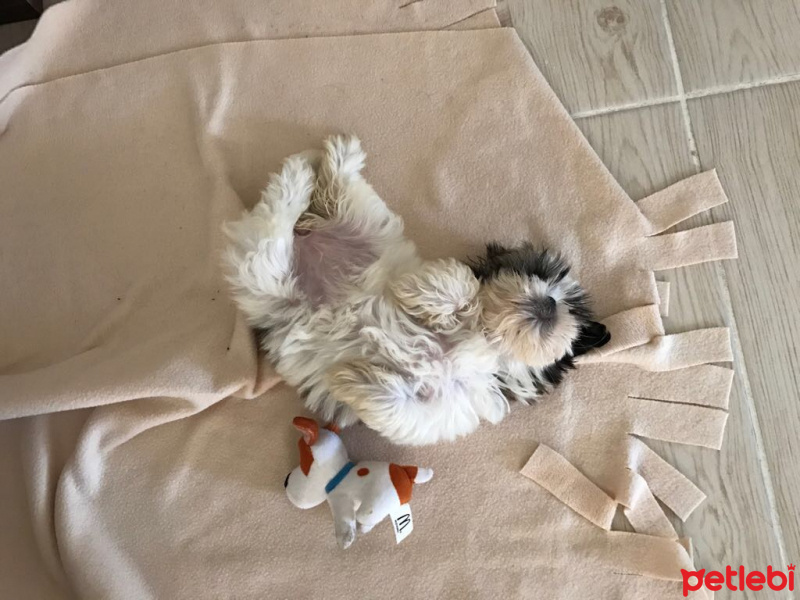Shih Tzu, Köpek  Puffy fotoğrafı