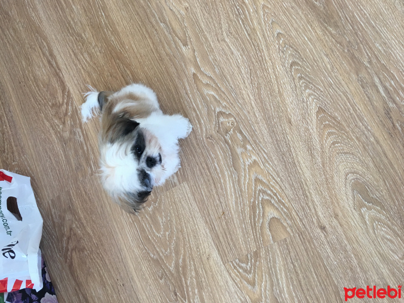 Shih Tzu, Köpek  Puffy fotoğrafı