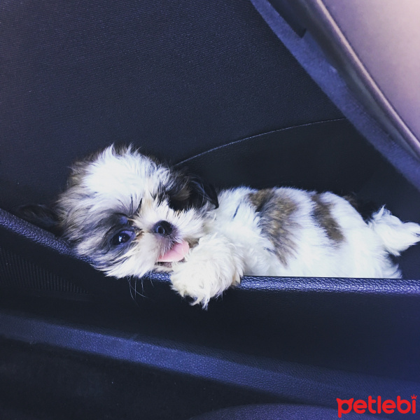 Shih Tzu, Köpek  Puffy fotoğrafı