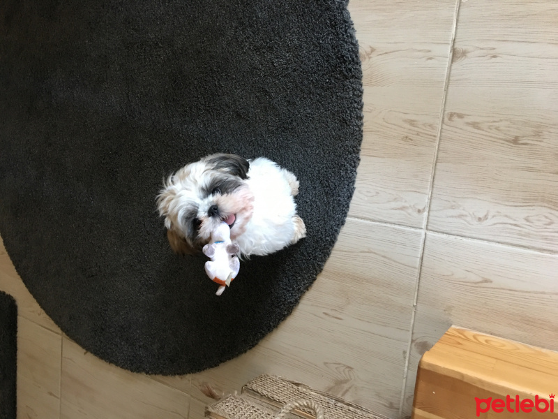 Shih Tzu, Köpek  Puffy fotoğrafı