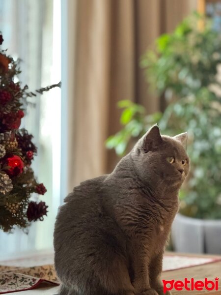 British Shorthair, Kedi  Laura fotoğrafı